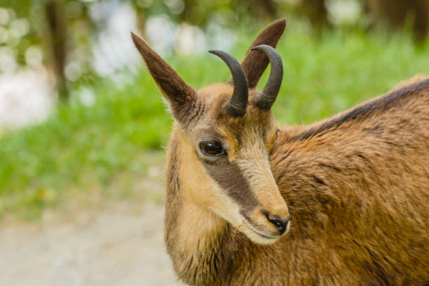 Chamois (Rupicapra rupicapra)