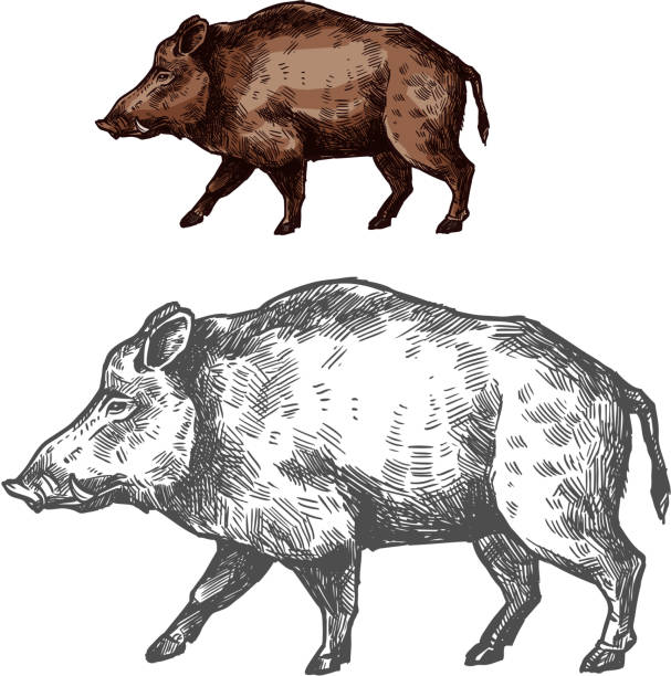 Boar aper muzzle vector sketch wild animal Boar wild animal sketch vector icon side view. Wild aper swine or pig hog for wildlife fauna and zoology or hunting sport team trophy symbol and nature zoo adventure club design boar stock illustrations