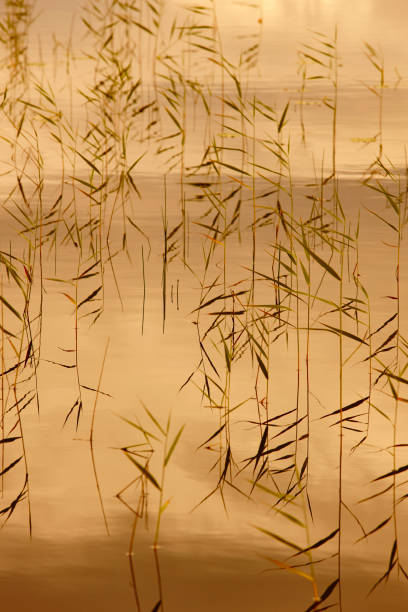 istock Green plants on a golden pond. Autumn light 886550780