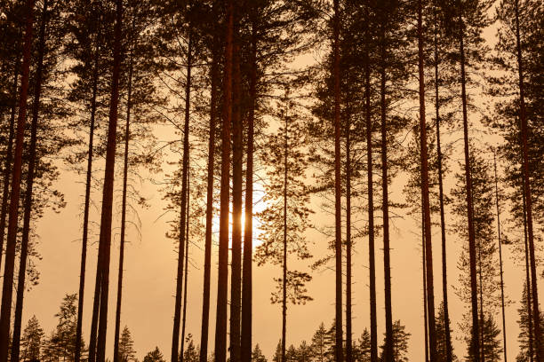 istock Finnish landscape with pine wood forest. Finland nature wilderness 886550976