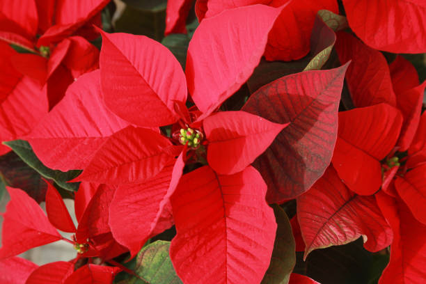 istock Floral Poinsettia 886553564
