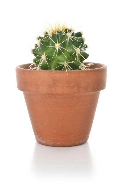 istock Cactus in a pot houseplant isolated on white background. 886554246