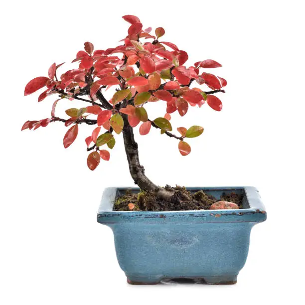 Small bonsai Cotoneaster integerrimus in blue ceramic pot isolated on white background. Bonsai with autumn leaves. Copy space