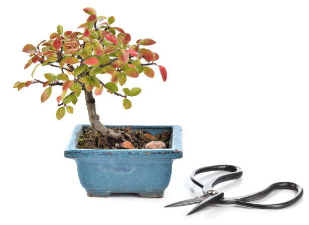 Small bonsai on white background. Small bonsai Cotoneaster integerrimus in blue ceramic pot and bonsai scissors isolated on white background. Bonsai with autumn leaves. Copy space cotoneaster stock pictures, royalty-free photos & images