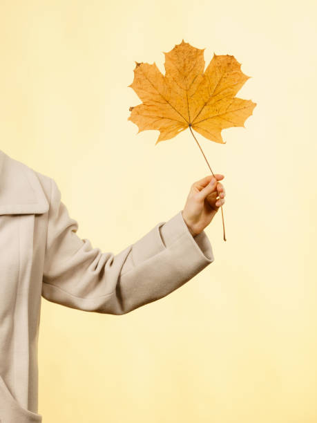istock Woman hand holding orange autumn leaf 886556822