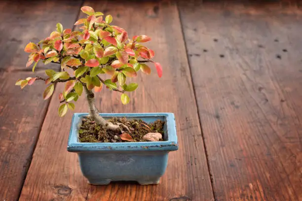 Small bonsai Cotoneaster integerrimus in blue ceramic pot on wooden background. Bonsai with autumn leaves. Copy space