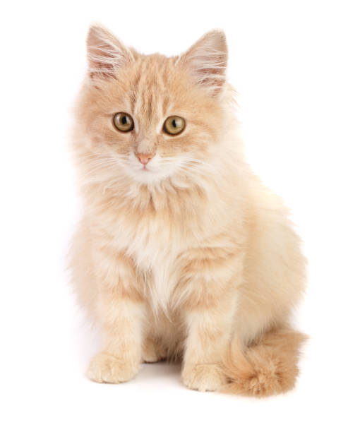 istock Cute little red kitten isolated on white background 886558154