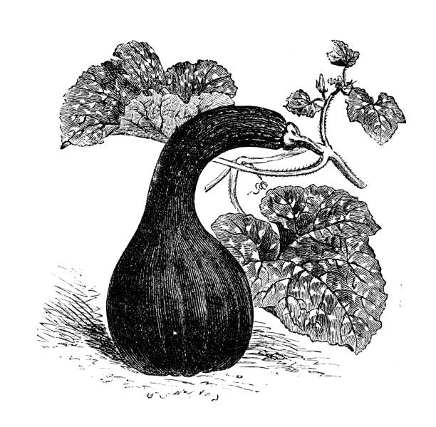 ilustrações, clipart, desenhos animados e ícones de plantas de legumes botânica antiga ilustração de gravura: abóbora de pescoço trafulha do canadá - crooked neck squash