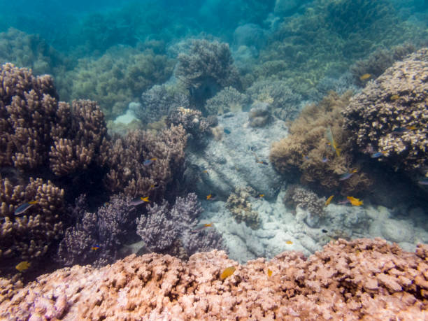 istock Great Barrier Reef Queensland Australia 886560682