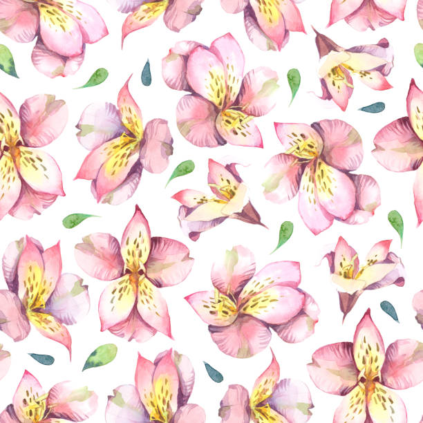 ilustrações, clipart, desenhos animados e ícones de ilustração de aquarela. sem costura padrão de flores cor de rosa sobre fundo cinzento. - sweet magnolia florida flower magnolia