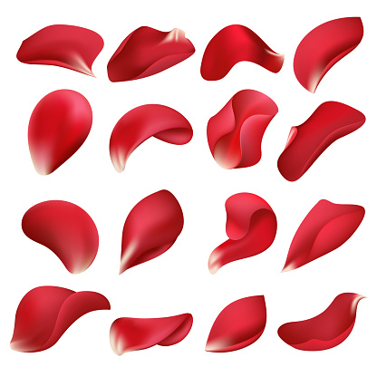 Realistic red rose flower petals isolated on white background vector set. Petal rose natural, flower floral illustration
