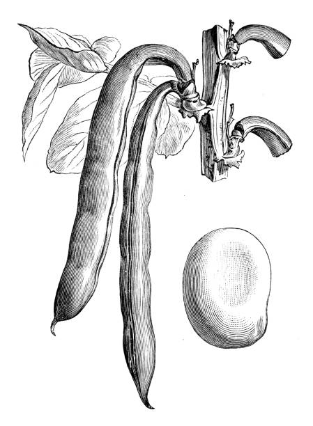 ilustrações de stock, clip art, desenhos animados e ícones de botany vegetables plants antique engraving illustration: seville broad bean - fava bean bean seed