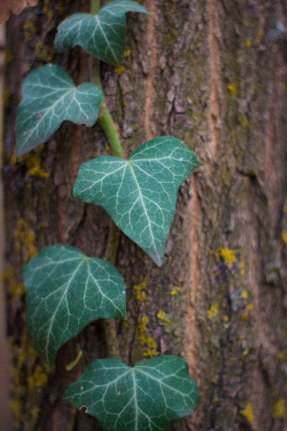 Ivy leaves growing on bark of a tree.