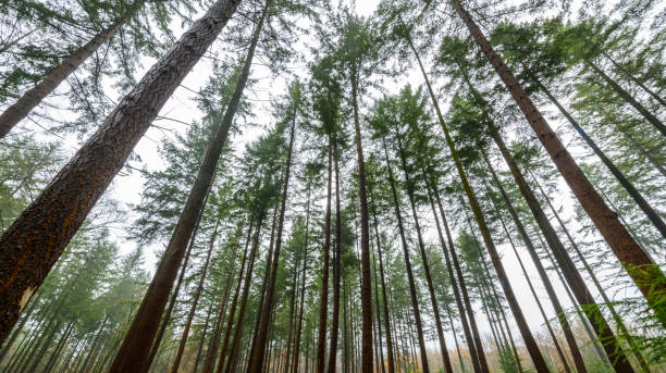 istock Pine trees in a forest during a foggy day 886595080
