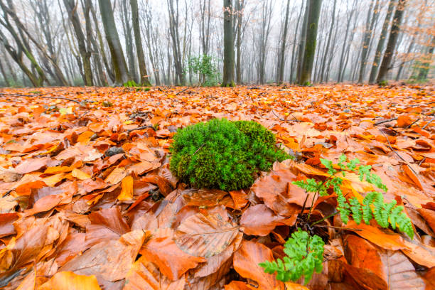 View in a Beech forest during a foggy morning. The forest ground is covered with brown fallen leaves and the trees have dramatic curvy shapes. The fog  gives the forest a desolate and depressing atmosphere.