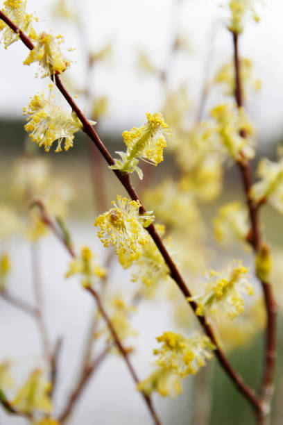 istock Willow (Salix sp.) with Male Catkins (British Colombia, W. Canada) 886595630