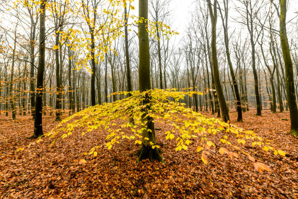 View in a Beech forest during a foggy morning. The forest ground is covered with brown fallen leaves and the trees have dramatic curvy shapes. The fog  gives the forest a desolate and depressing atmosphere.