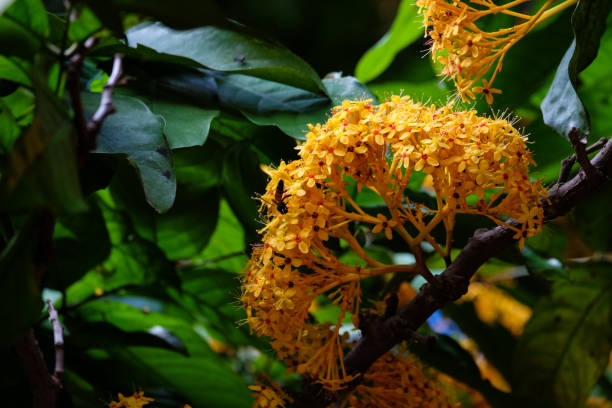 istock ​ Bunch of Yellow Saraca rare tiny flowers 886600548