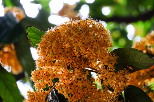 istock ​ Bunch of Yellow Saraca rare tiny flowers 886600762