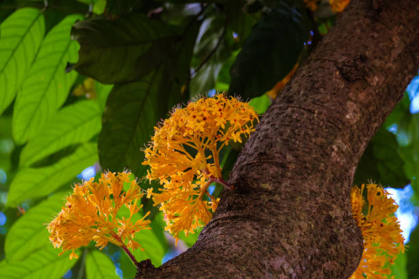 istock ​ Bunch of Yellow Saraca rare tiny flowers 886600788
