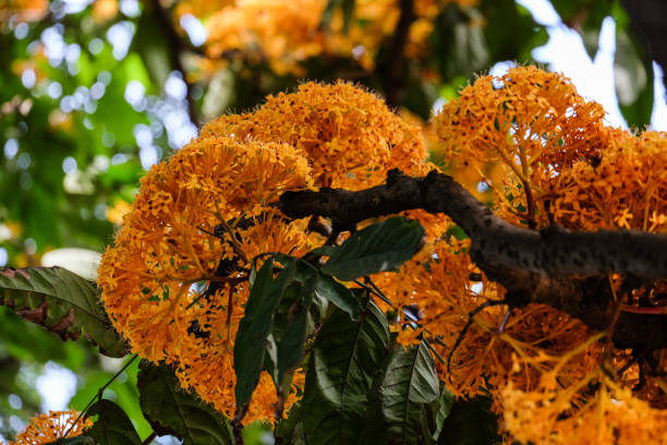 istock ​ Bunch of Yellow Saraca rare tiny flowers 886600794