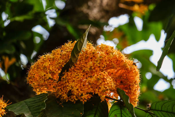 istock ​ Bunch of Yellow Saraca rare tiny flowers 886600820