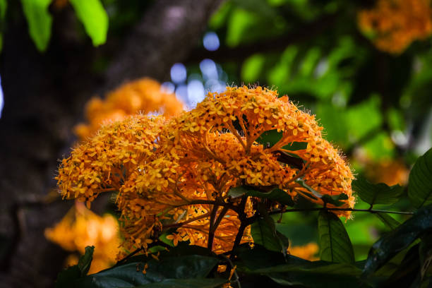 istock ​ Bunch of Yellow Saraca rare tiny flowers 886600874