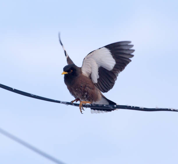 istock Starling on a wire against a blue sky 886631206