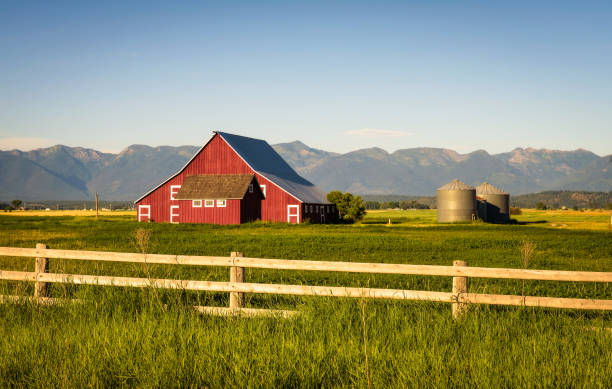 Summer evening with a red barn in rural Montana Summer evening with a red barn and silos in rural Montana with Rocky Mountains in the background. red barn house stock pictures, royalty-free photos & images