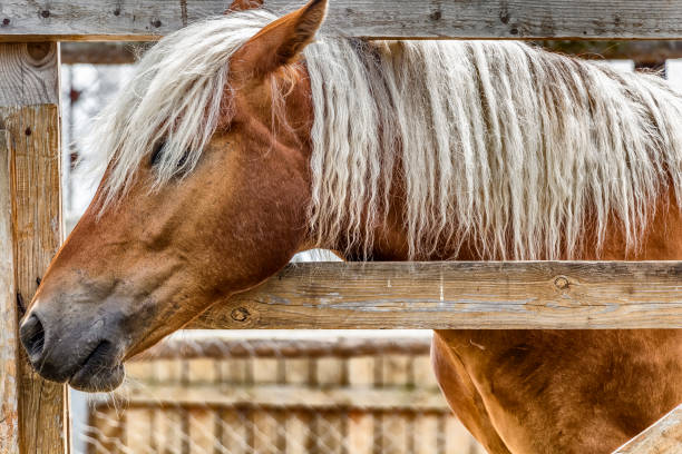 istock The horse in the stall 886635842