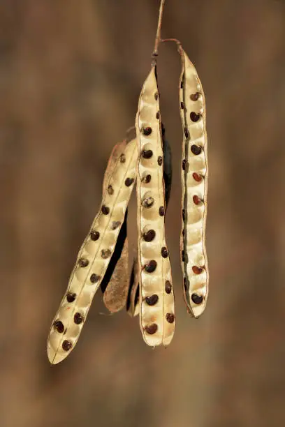 Photo of Black seeds in the thin pods of tree