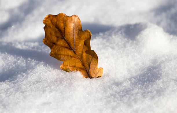 istock leaves lie on the snow in the winter 886646088