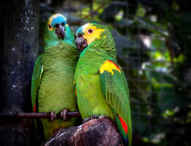 Couple of Turquoise-Fronted Amazons (Amazona aestiva) in Love Couple of Turquoise-Fronted Amazons (Amazona aestiva) in love amazona aestiva stock pictures, royalty-free photos & images