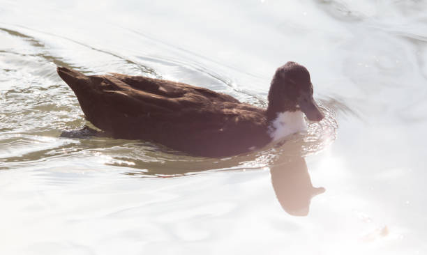 istock duck swims in the lake 886650118