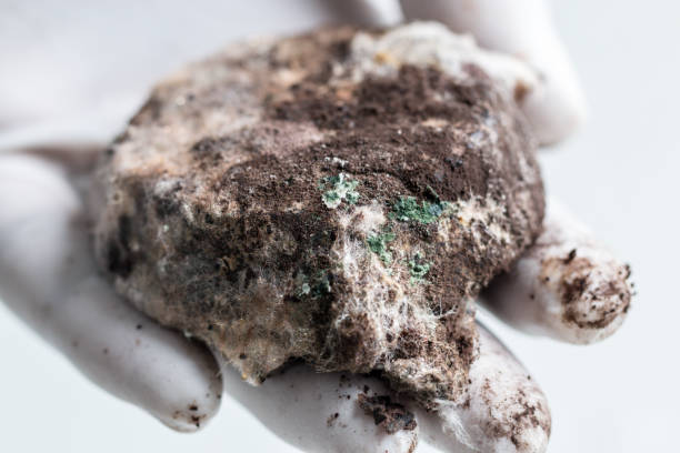 istock Fungus in Coffee grounds for Education in laboratories. 886650662