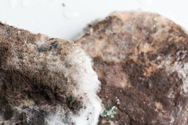 istock Fungus in Coffee grounds for Education in laboratories. 886650996