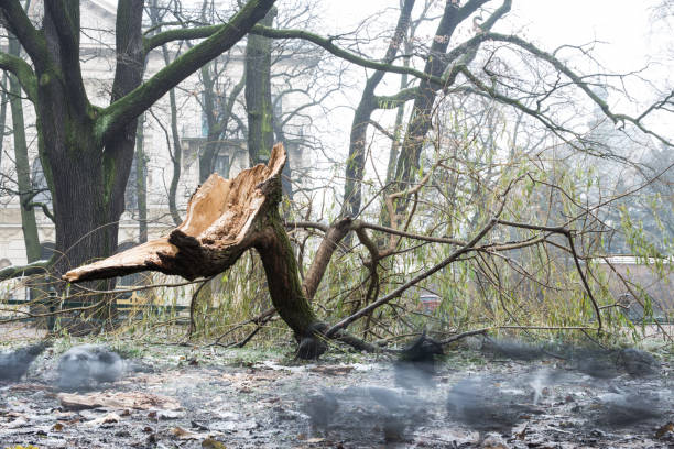 istock Broken Tree, Pigeons, Cracov in Poland 886653086