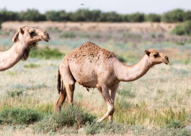 istock Caravan of camels in the desert 886653936
