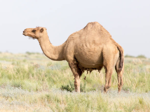istock Portrait of a camel in nature 886654932