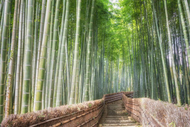 istock Bamboo forest, Arashiyama, Kyoto, Japan 886657602