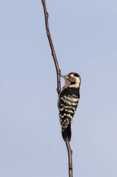 Male lesser spotted woodpecker (Dryobates minor) Male lesser spotted woodpecker (Dryobates minor) climbing on a tree lesser spotted woodpecker stock pictures, royalty-free photos & images