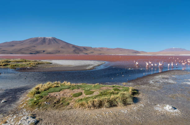 istock Flamingos at Laguna Colorada( Red Lagoon), Bolivia 886657796