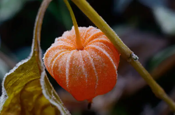 Cape gooseberry physalis. Frozen Autumn flower. Early winter background with plants in the frost
