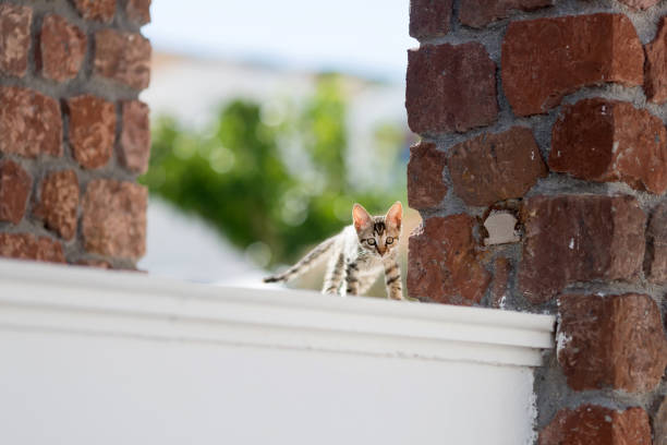 istock Portrait of a cat 886661264
