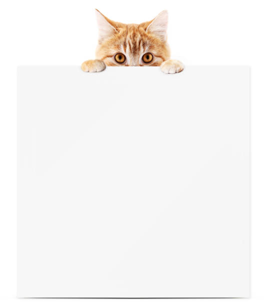 istock funny pet cat showing a placard isolated on white background blank template and copy space 886661400