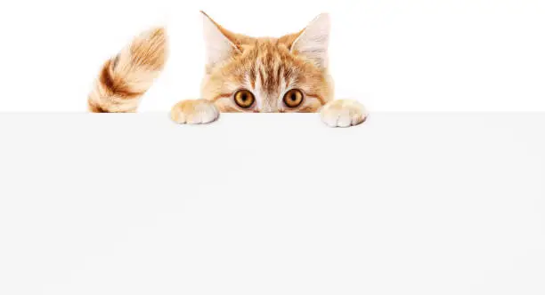 Photo of funny pet cat showing a placard isolated on white background blank web banner template and copy space