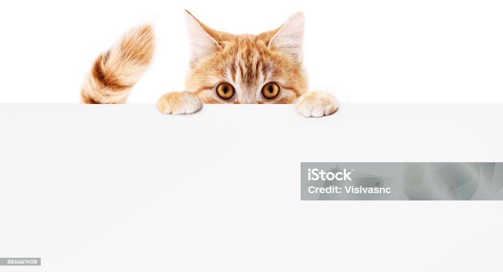 gato de estimação engraçado mostrando um cartaz isolado no fundo branco em branco bandeira modelo e cópia espaço web - Foto de stock de Gato doméstico royalty-free