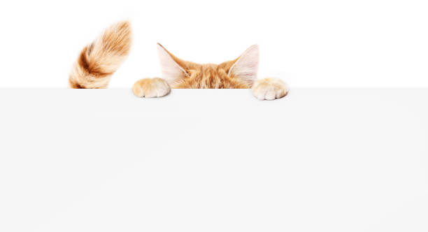 istock funny pet cat showing a placard isolated on white background blank web banner template and copy space 886661410