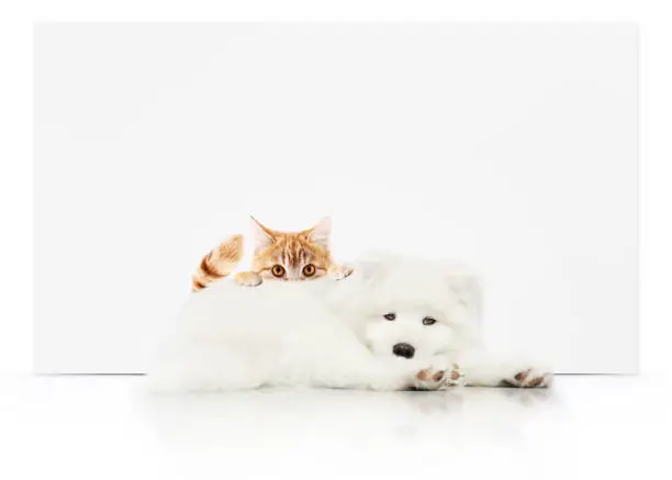 Photo of pets store signboard with cat and dog together on white background blank template and copy space