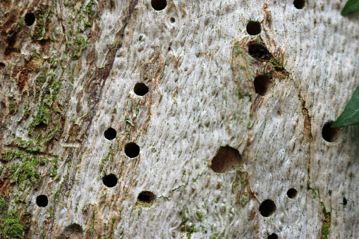 Insect exit holes, probably made by beetles, in a piece of dead wood without bark.